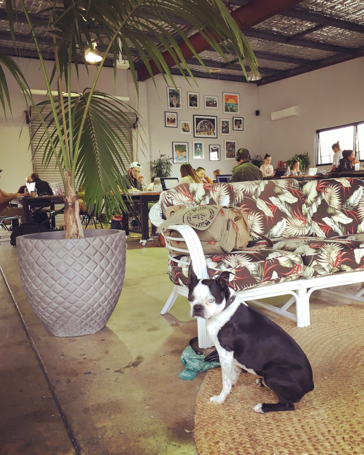 Brain’s Pet Friendly Cafe Discovery Mission – Warehouse No. 5