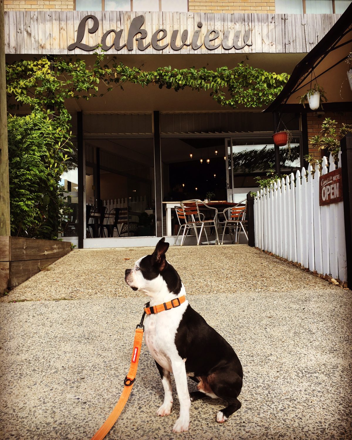 Brain’s Pet Friendly Cafe Discovery Mission – Lakeview Cafe Burleigh Waters